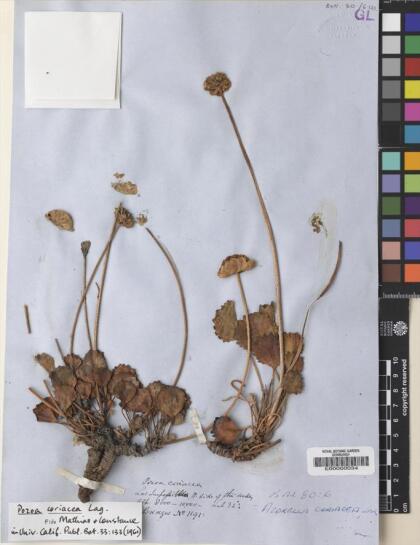 Pozoa coriacea [Espécimen: ]