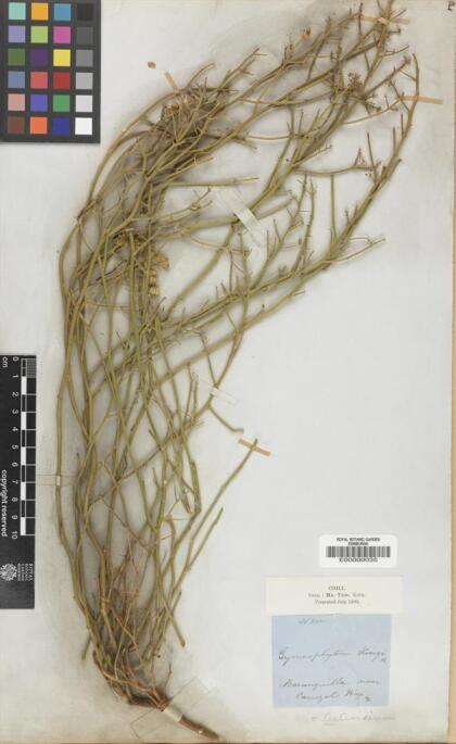 Gymnophyton flexuosum [Espécimen: ]