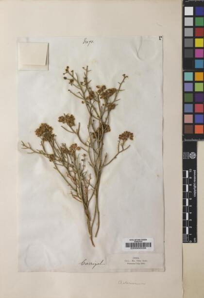 Gymnophyton flexuosum [Espécimen: ]