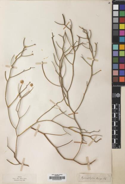 Gymnophyton flexuosum [Espécimen: ]