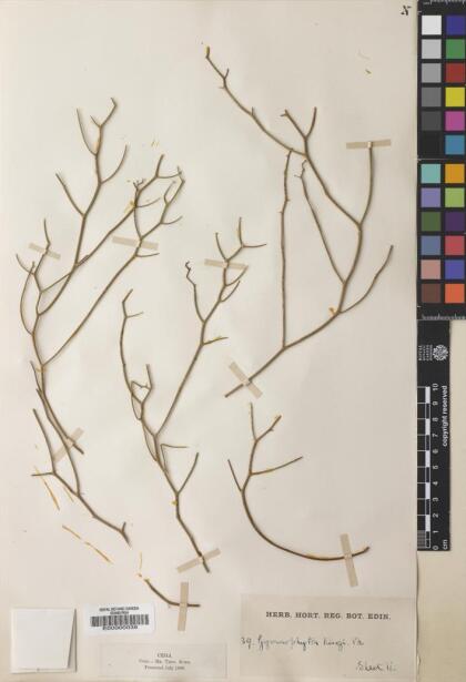 Gymnophyton flexuosum [Espécimen: ]
