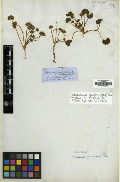 Azorella ranunculus [Espécimen: ]