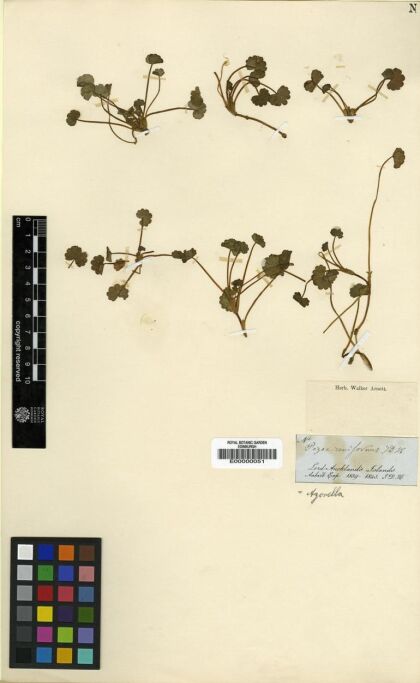 Azorella ranunculus [Espécimen: ]
