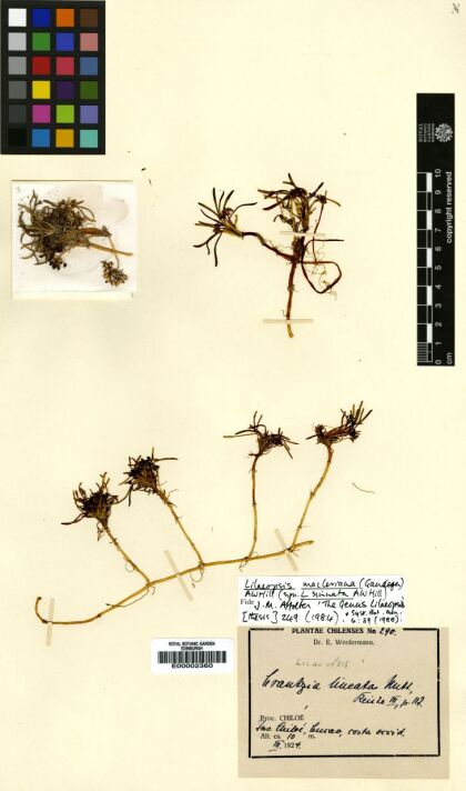 Lilaeopsis macloviana [Espécimen: ]