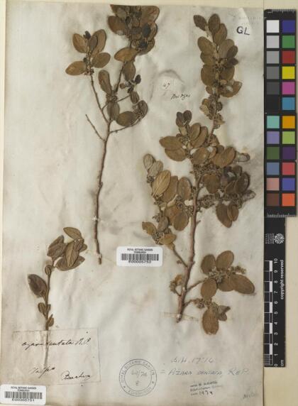 Azara dentata [Espécimen: ]