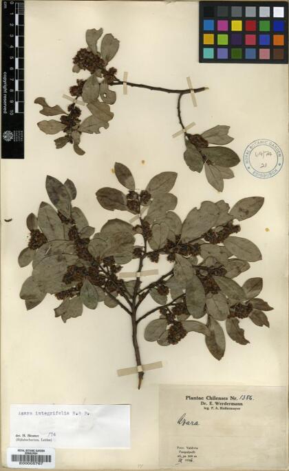 Azara integrifolia [Espécimen: ]