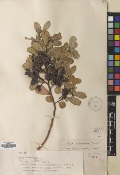 Azara integrifolia [Espécimen: ]