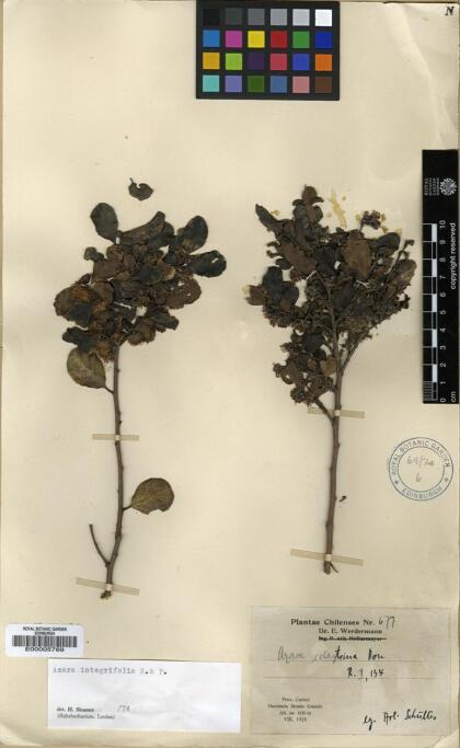 Azara integrifolia [Espécimen: ]