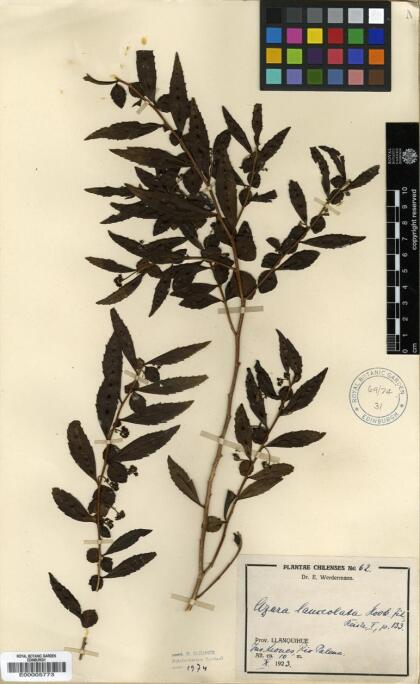 Azara lanceolata [Espécimen: ]
