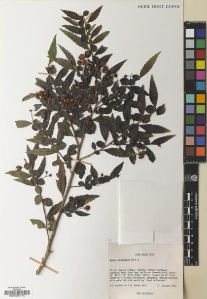 Azara lanceolata [Espécimen: ]