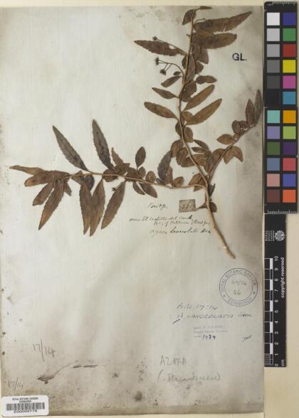 Azara lanceolata [Espécimen: ]