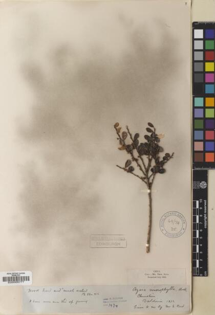 Azara microphylla [Espécimen: ]