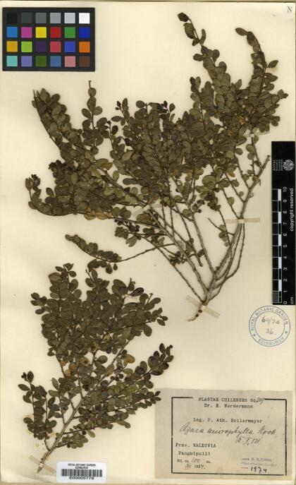 Azara microphylla [Espécimen: ]
