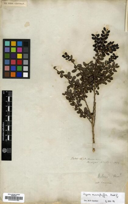 Azara microphylla [Espécimen: ]