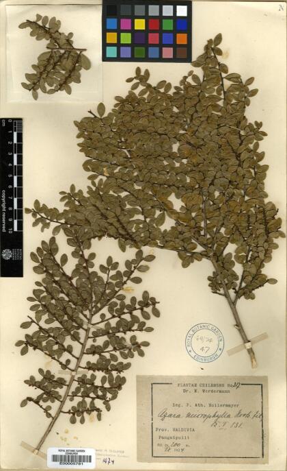 Azara microphylla [Espécimen: ]