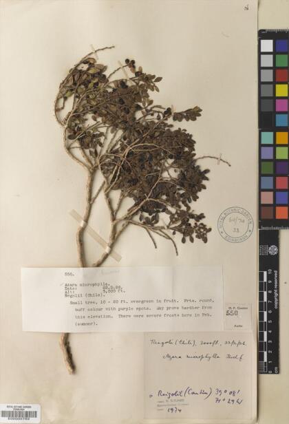 Azara microphylla [Espécimen: ]