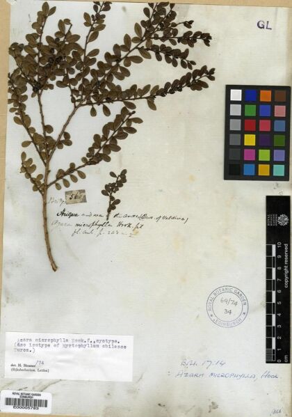 Azara microphylla [Espécimen: ]