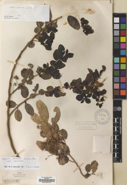 Azara serrata var. serrata [Espécimen: ]