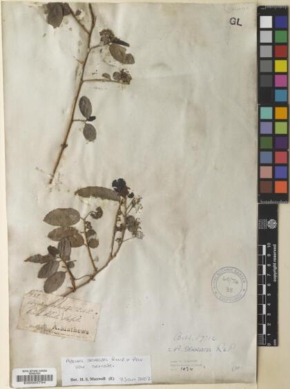 Azara serrata var. serrata [Espécimen: ]