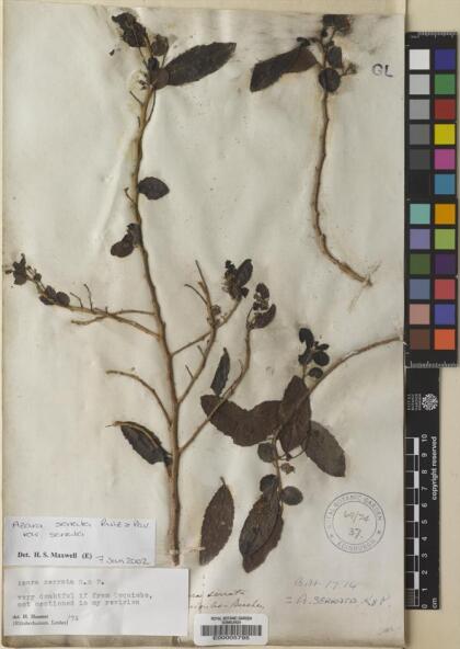 Azara serrata var. serrata [Espécimen: ]