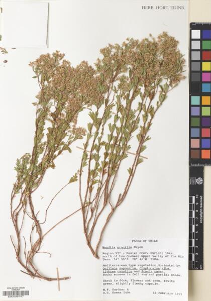 Balbisia gracilis [Espécimen: ]