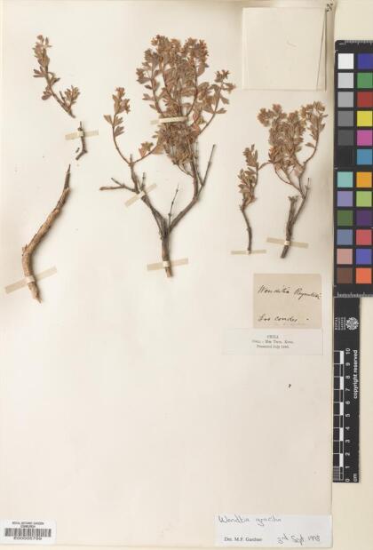 Balbisia gracilis [Espécimen: ]