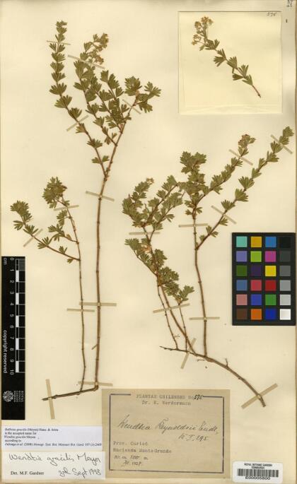 Balbisia gracilis [Espécimen: ]