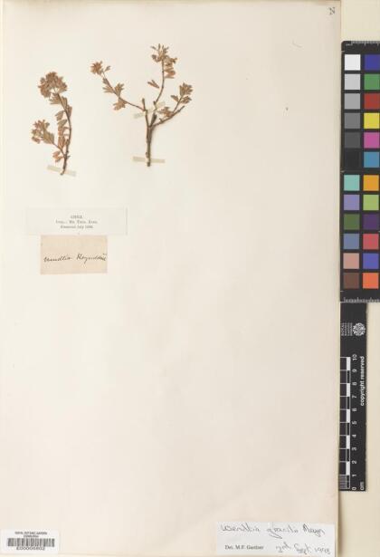 Balbisia gracilis [Espécimen: ]