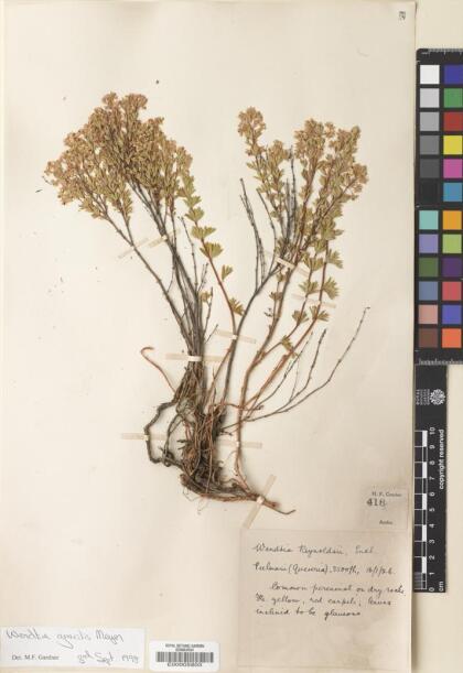 Balbisia gracilis [Espécimen: ]