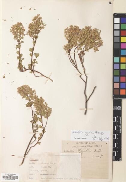 Balbisia gracilis [Espécimen: ]