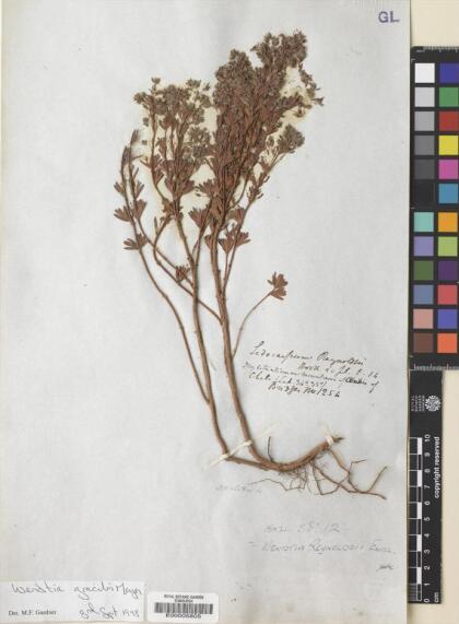 Balbisia gracilis [Espécimen: ]