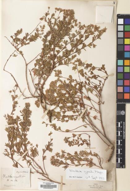Balbisia gracilis [Espécimen: ]