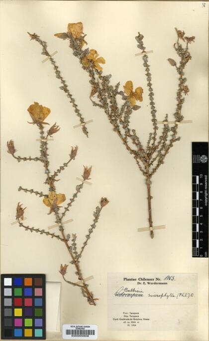 Balbisia microphylla [Espécimen: ]