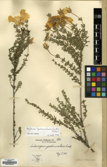 Balbisia peduncularis [Espécimen: ]
