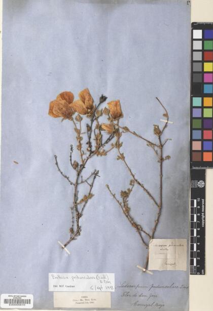 Balbisia peduncularis [Espécimen: ]