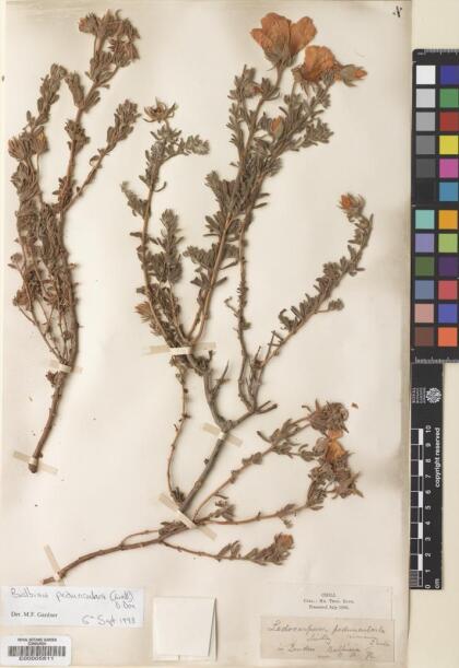 Balbisia peduncularis [Espécimen: ]