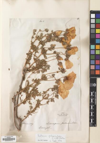 Balbisia peduncularis [Espécimen: ]