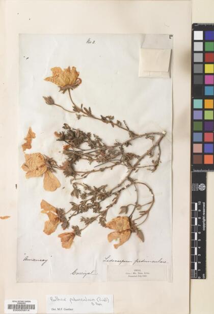 Balbisia peduncularis [Espécimen: ]
