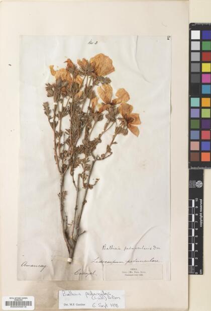 Balbisia peduncularis [Espécimen: ]