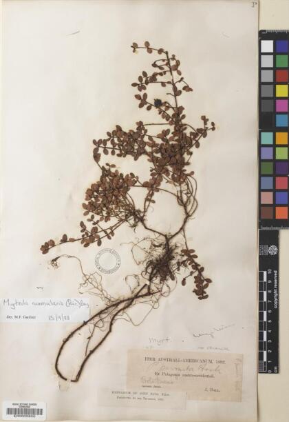Myrteola nummularia [Espécimen: ]
