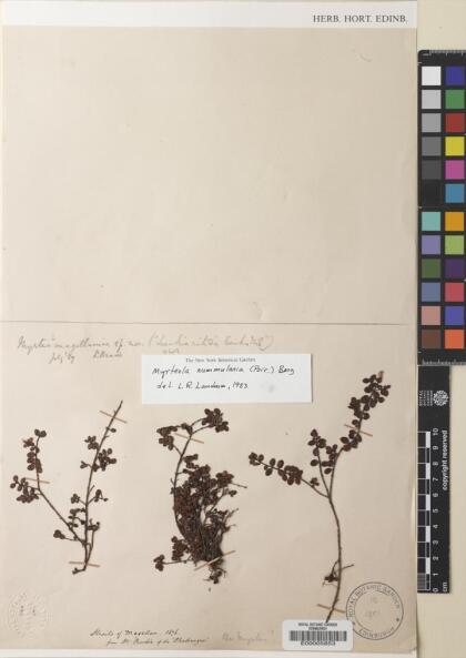 Myrteola nummularia [Espécimen: ]
