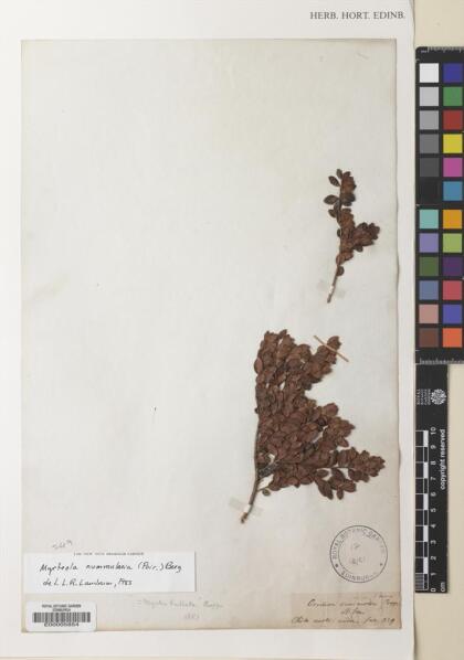 Myrteola nummularia [Espécimen: ]