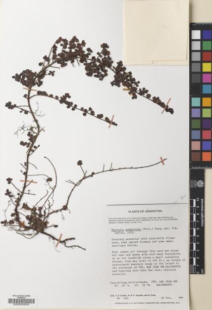 Myrteola nummularia [Espécimen: ]