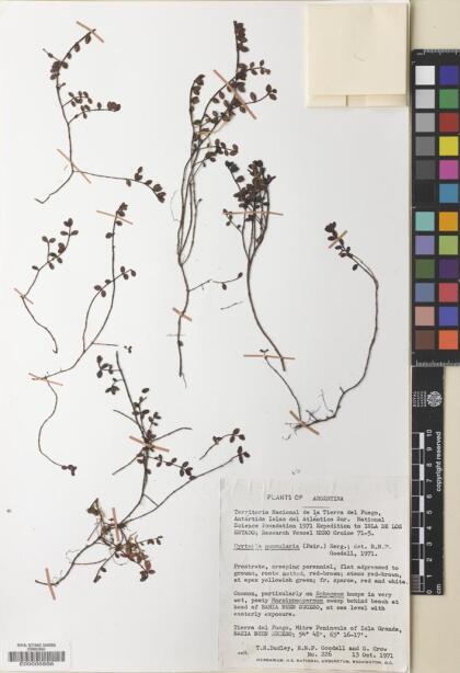 Myrteola nummularia [Espécimen: ]