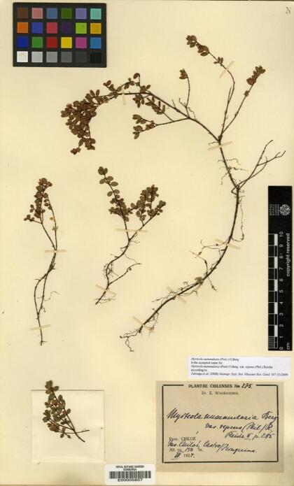 Myrteola nummularia [Espécimen: ]