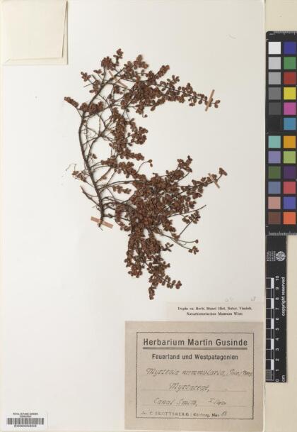 Myrteola nummularia [Espécimen: ]