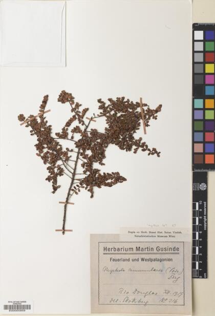 Myrteola nummularia [Espécimen: ]