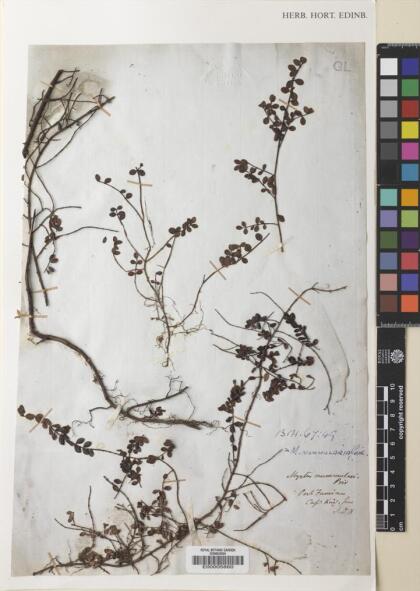 Myrteola nummularia [Espécimen: ]