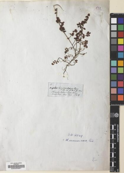 Myrteola nummularia [Espécimen: ]