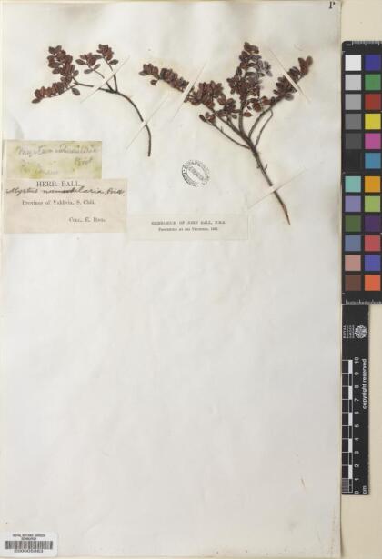 Myrteola nummularia [Espécimen: ]